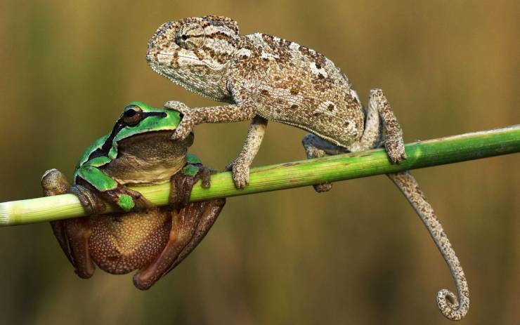 wtf pics - frog and chameleon