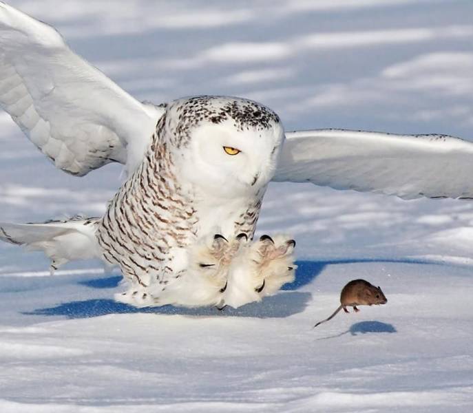 wtf pics - snowy owls prey