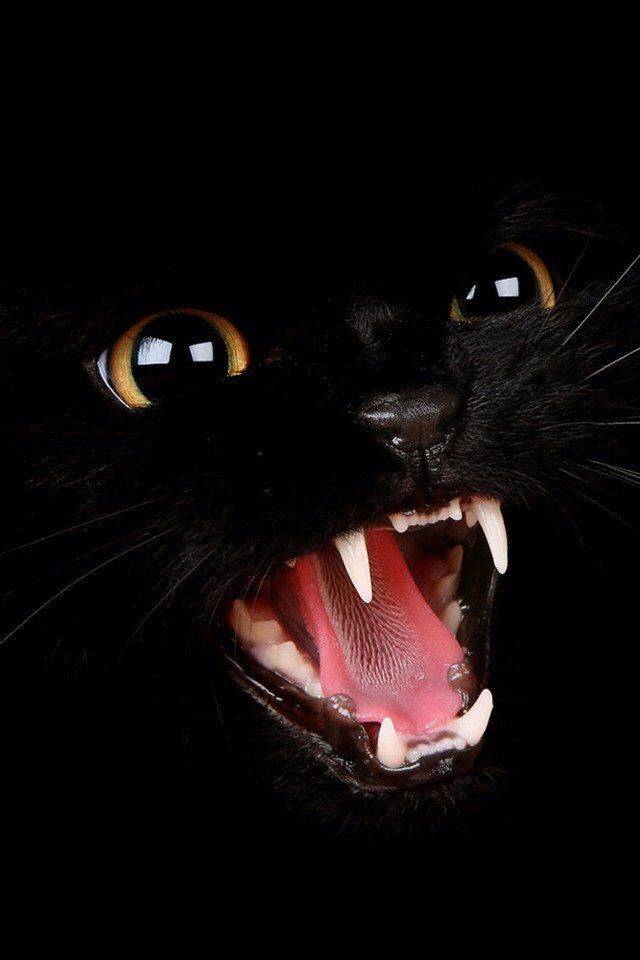 wtf pics - black cat snarl