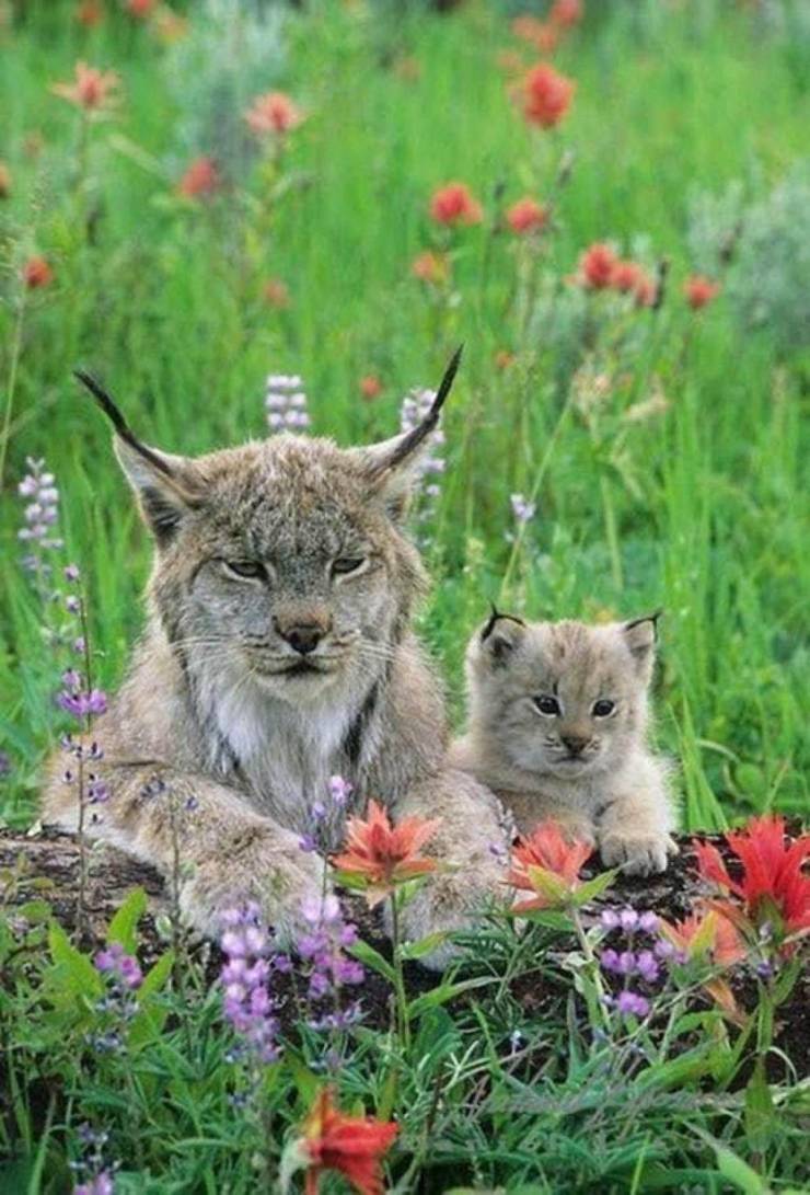 lynx mom and baby