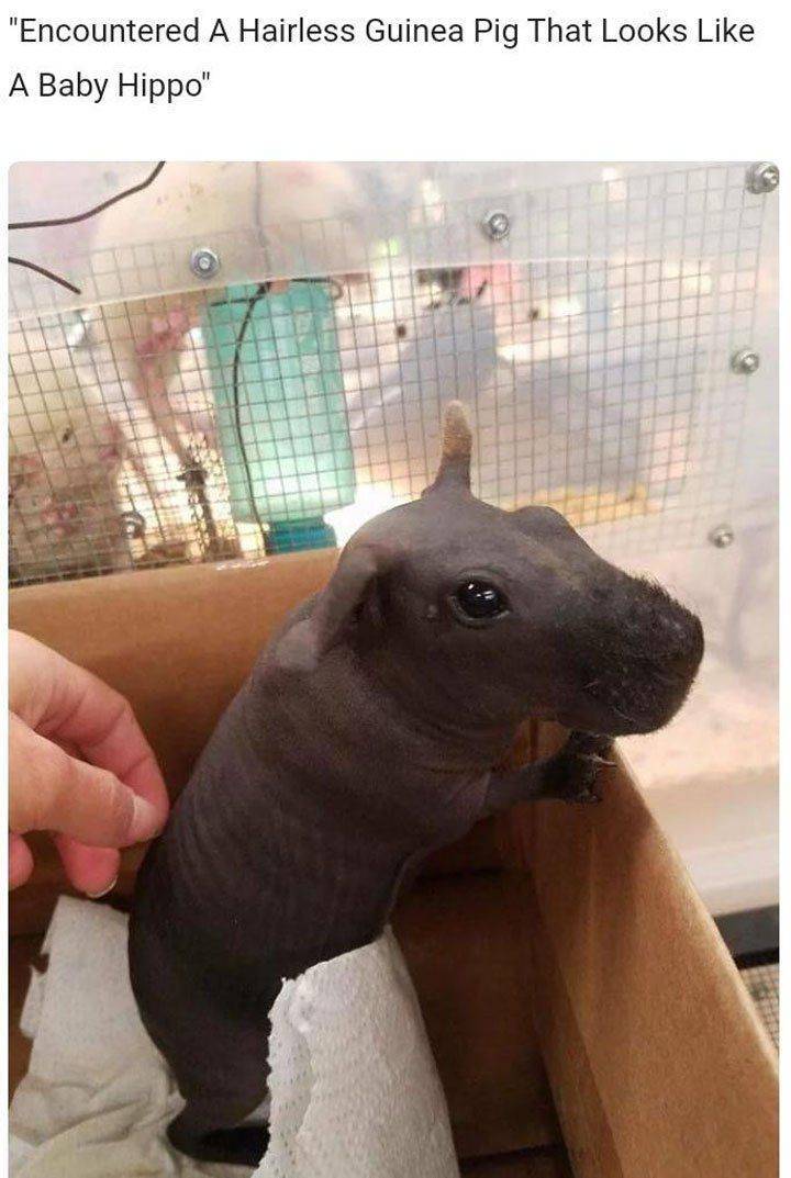 hairless guinea pig - "Encountered A Hairless Guinea Pig That Looks A Baby Hippo"