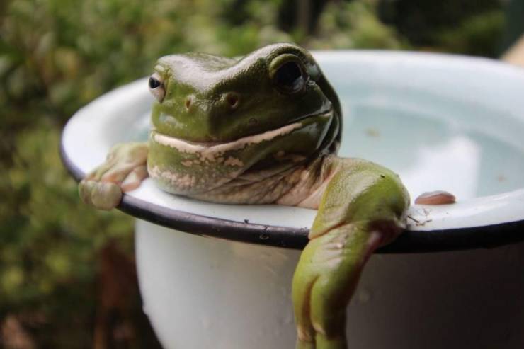 frog in water bowl