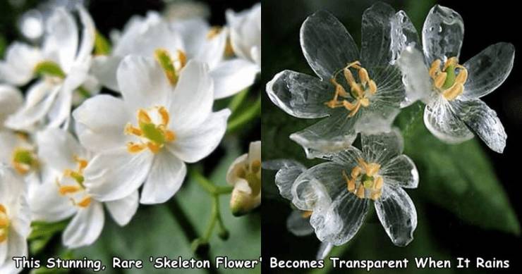 skeleton flower - This Stunning. Rare 'Skeleton Flower Becomes Transparent When It Rains
