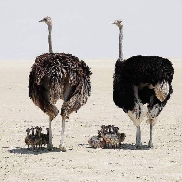 ostrich young ones