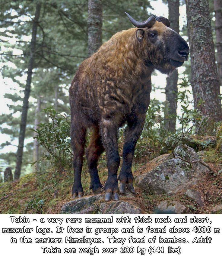 animals found in thimphu forest - Takin o @ very rare mammal with thick neck and short, muscular legs. It lives in groups and is found above 4000 m in the eastern Himalayas. They feed of bamboo. Adult Takin can weigh over 200 kg 441 lbs