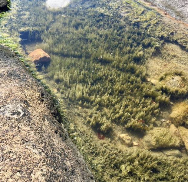This puddle looks like an aerial view of a forest.”
