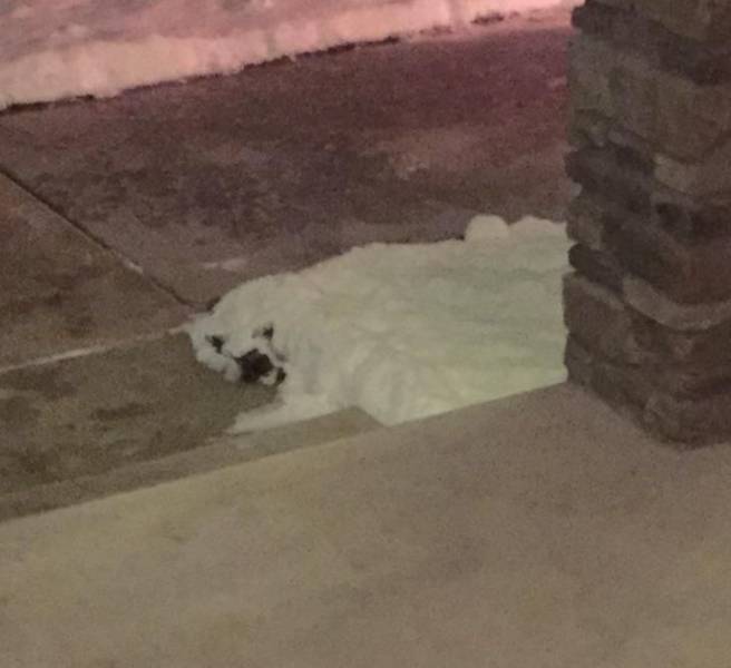 “The snow outside my porch looks like a polar bear face.