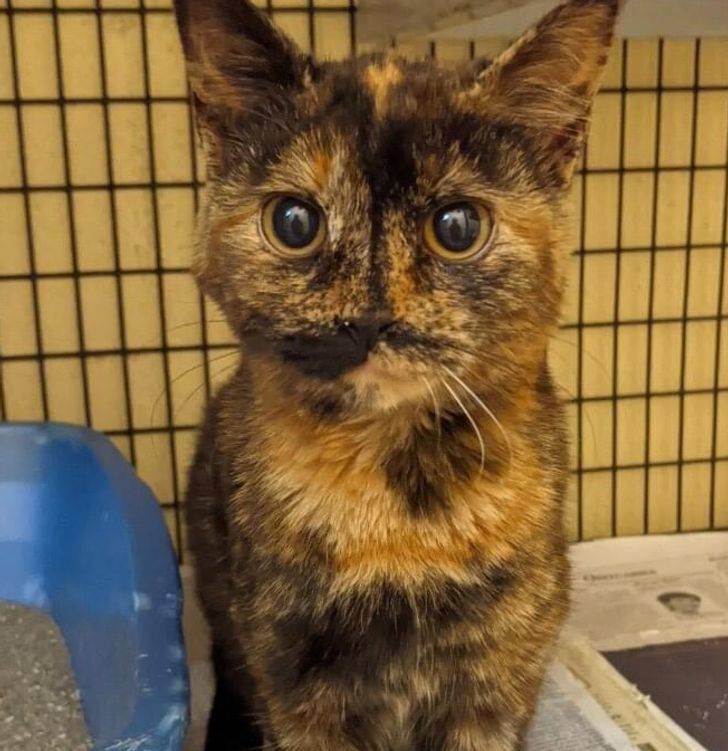 This cat’s markings make it look like its nose is missing