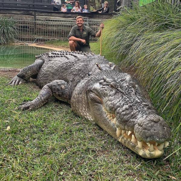 funny randoms and cool pics - saltwater crocodile big