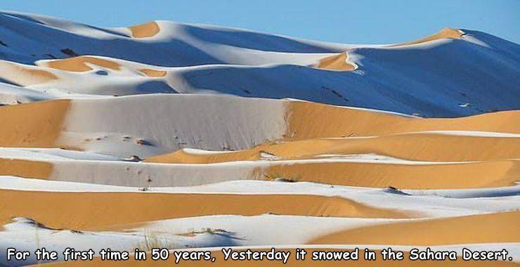 funny randoms and cool pics - Sahara Desert - For the first time in 50 years, Yesterday it showed in the Sahara Desert.