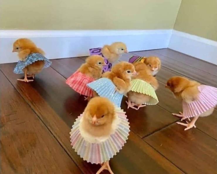 baby chicks in cupcake liners