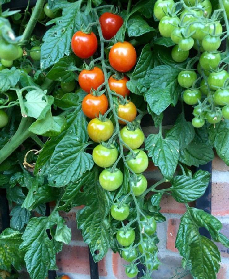 tomato clipping