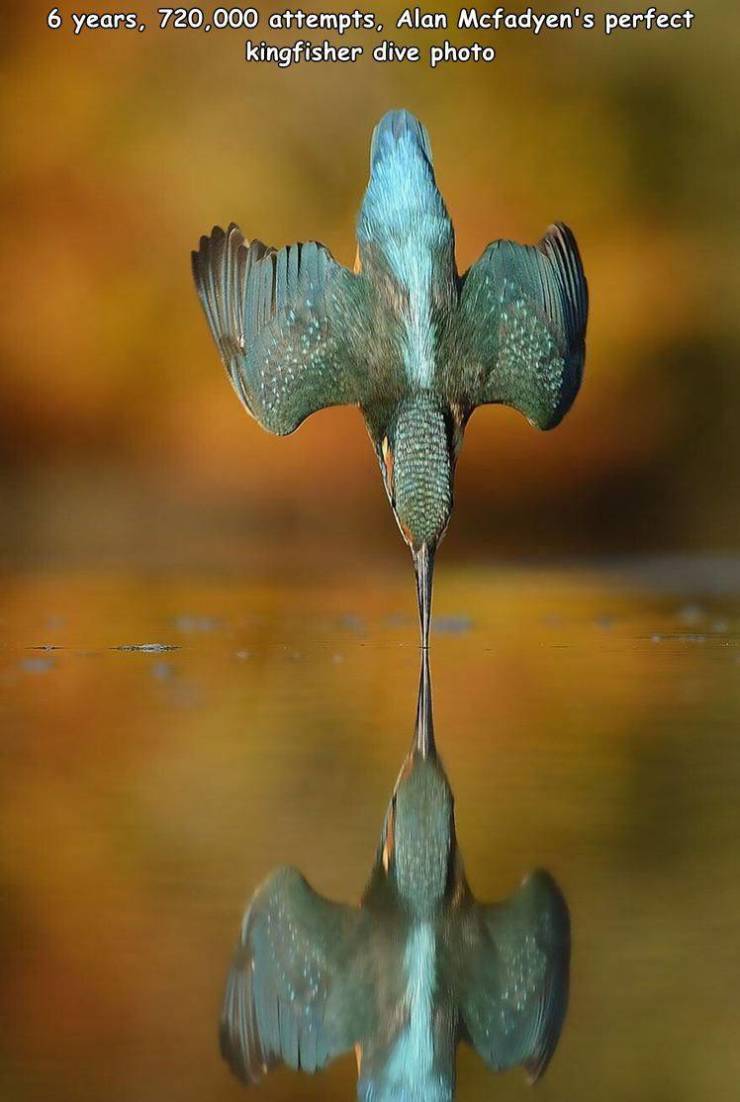 alan mcfadden bird - 6 years, 720,000 attempts, Alan Mcfadyen's perfect kingfisher dive photo