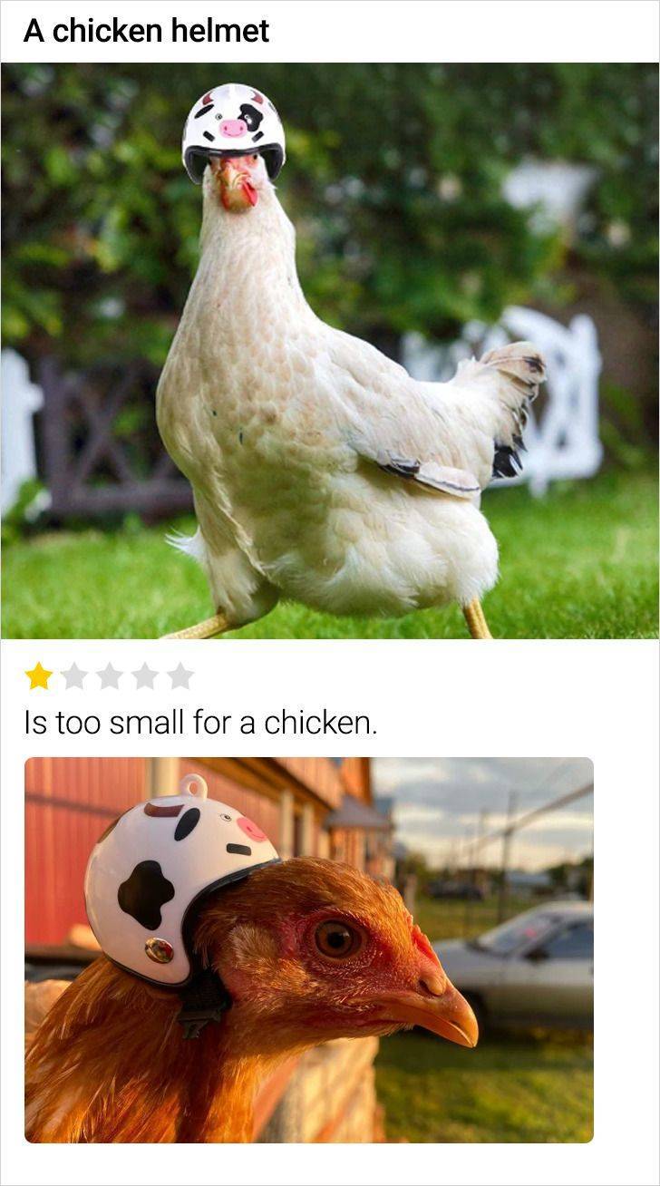 A chicken helmet Is too small for a chicken.