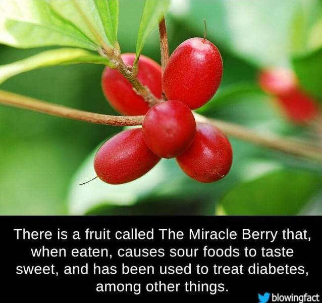 insulin plant with flower - There is a fruit called The Miracle Berry that, when eaten, causes sour foods to taste sweet, and has been used to treat diabetes, among other things. blowingfact