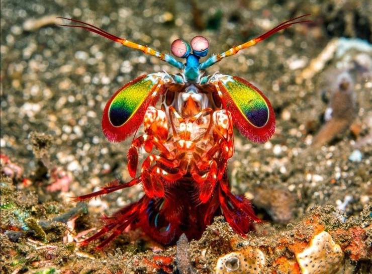 funny memes and pics - mantis shrimp