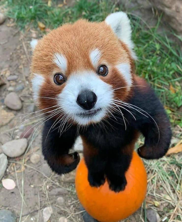 funny memes and pics - red panda