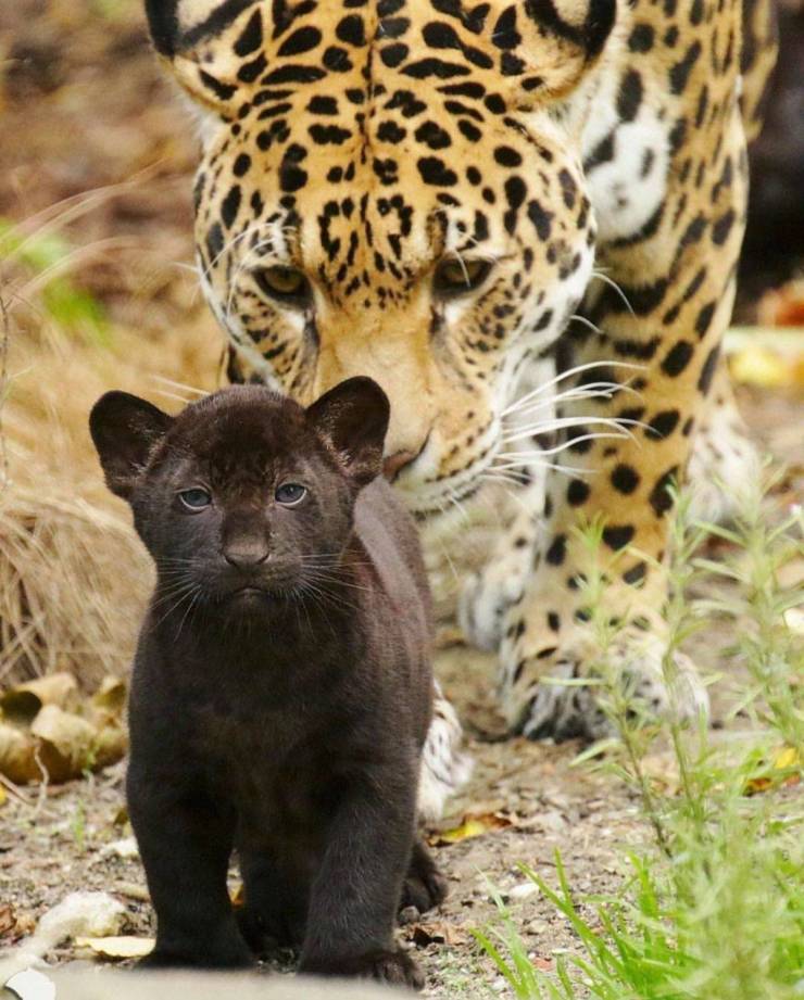 funny memes and pics - black jaguar with mother