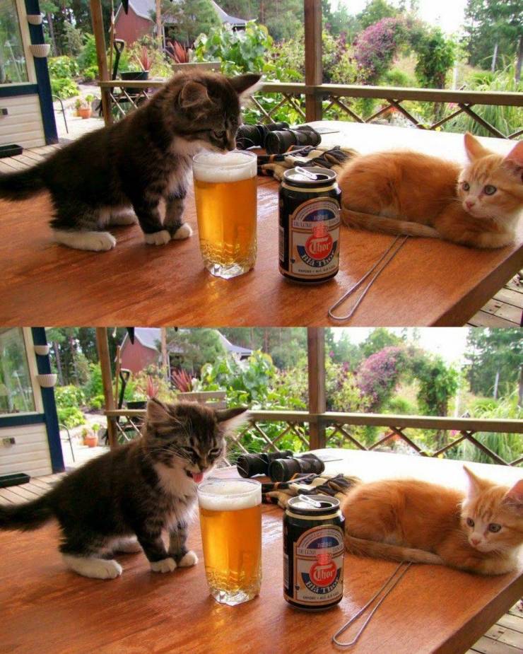 funny memes and pics - kitten tasting beer - Chow Cher