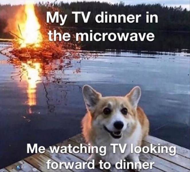 funny memes and pics - steam grand prix corgi meme - My Tv dinner in the microwave Me watching Tv looking forward to dinner