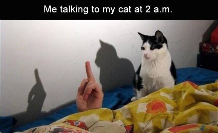 funny memes and pics - photo caption - Me talking to my cat at 2 a.m.