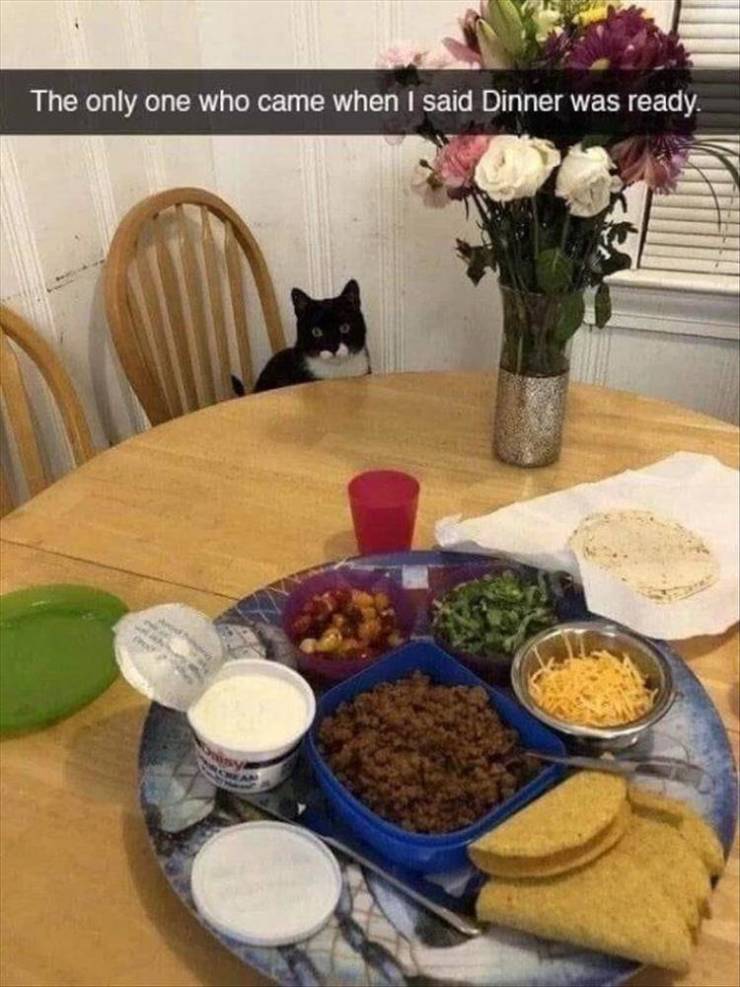 funny memes and pics - meal - The only one who came when I said Dinner was ready.