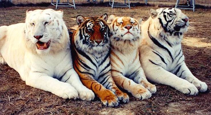 every tiger colour mutation in one