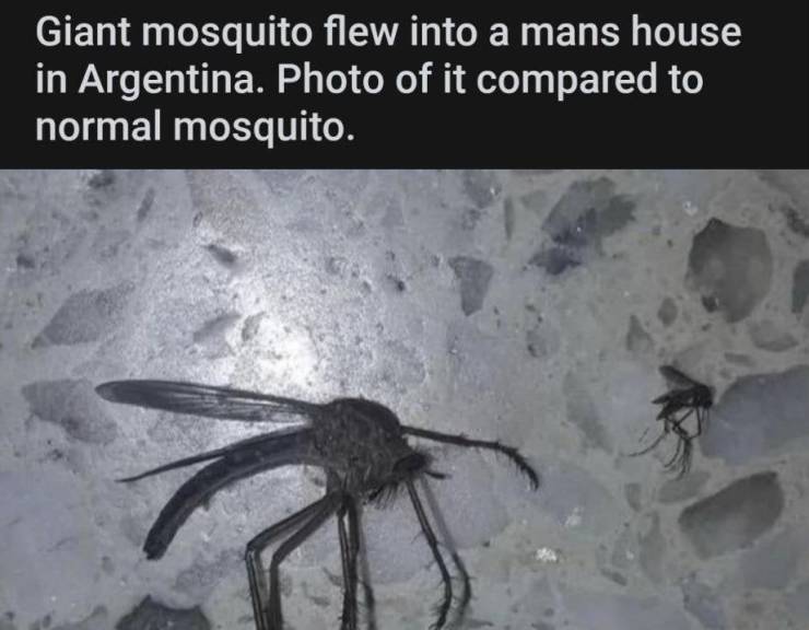 Giant mosquito flew into a mans house in Argentina. Photo of it compared to normal mosquito.