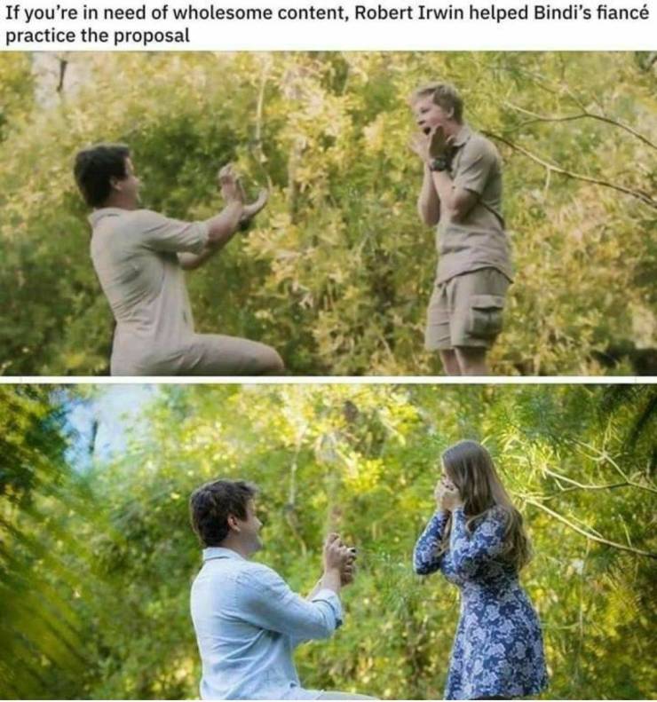 toxic masculinity meme - If you're in need of wholesome content, Robert Irwin helped Bindi's fianc practice the proposal