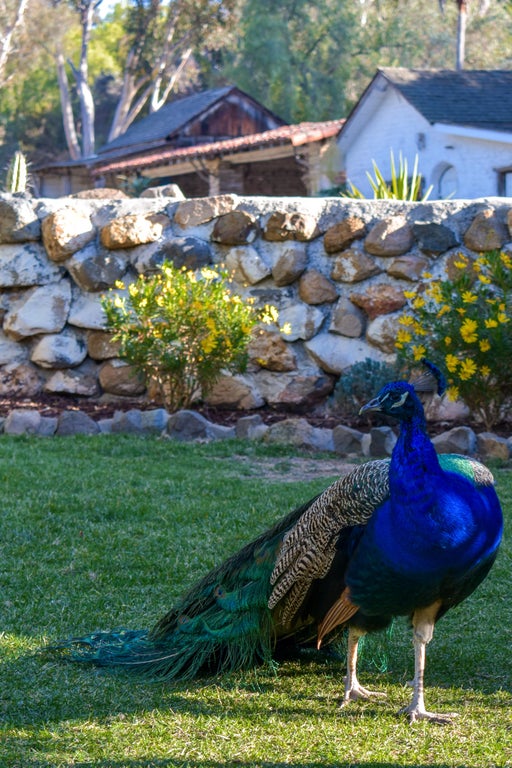 cool random pics - peafowl