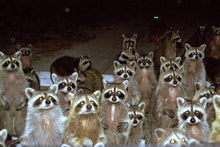 funny pics - raccoon gang