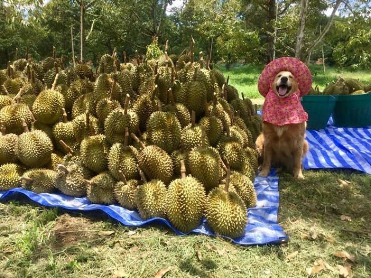 funny pics - durian