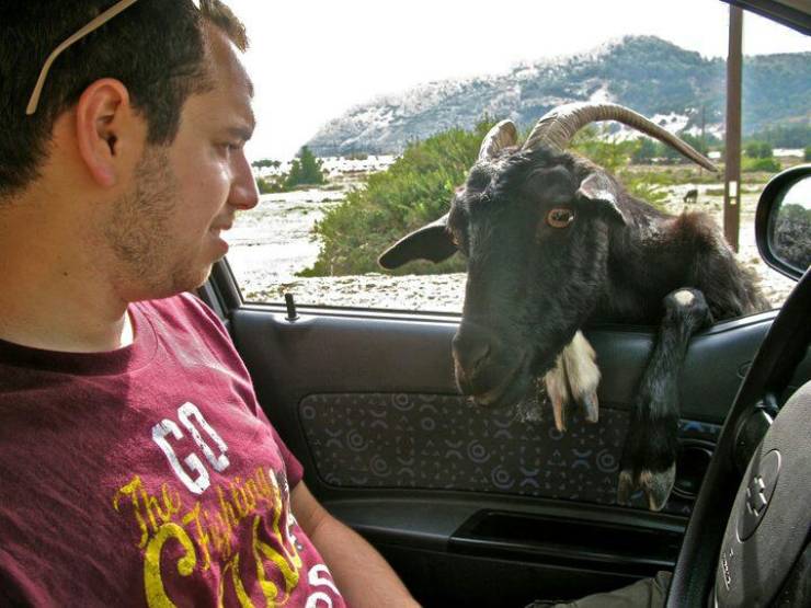 cool pics - goat asking guy in his car for help