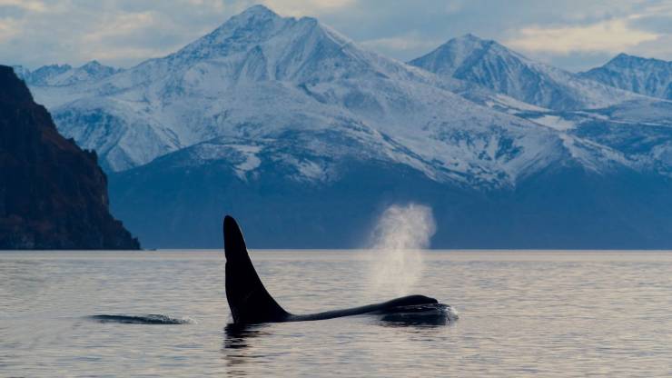 cool pics - alexey voron orca whale breaching