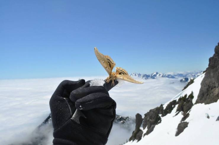 cool pics - golden butterfly perched on person's finger