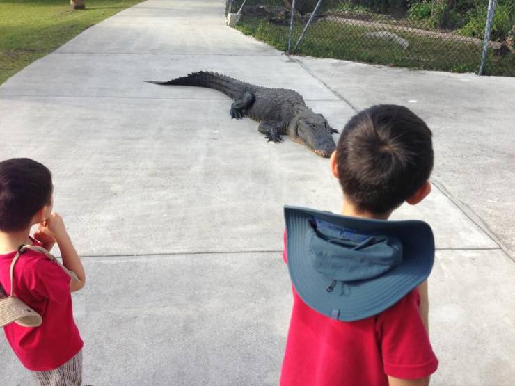cool pics - kids facing off against an alligator crocodile
