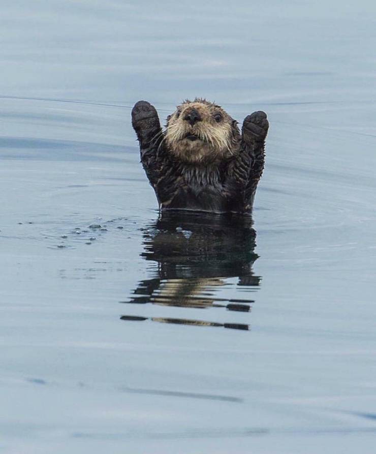 cool pics - otter with hands up
