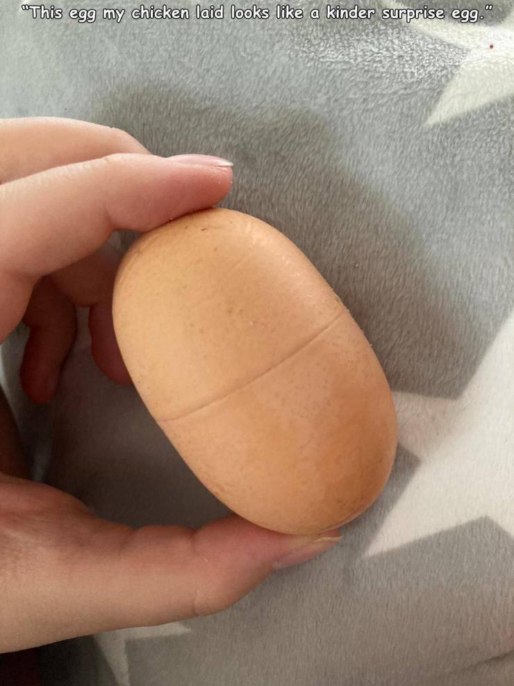 cool pics - chicken egg that looks like a big pharmaceutical pill