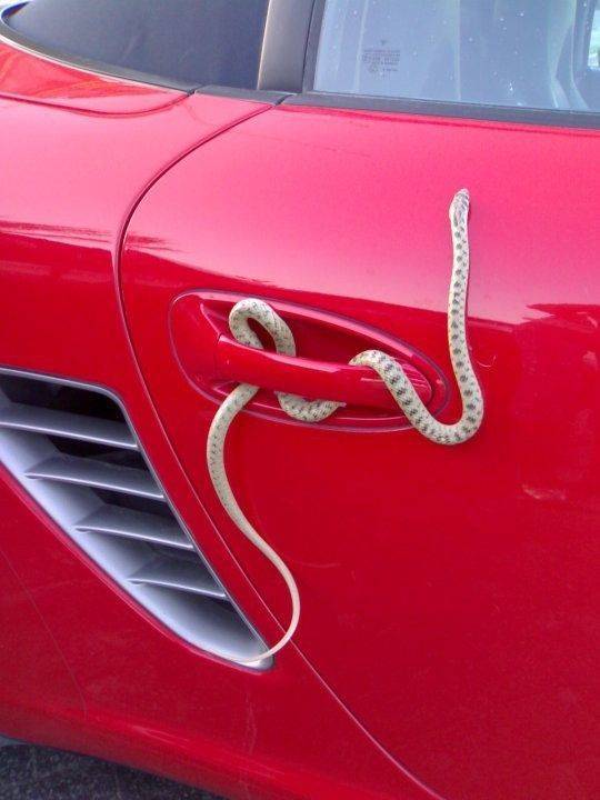 cool pics - snake covering red car door handle