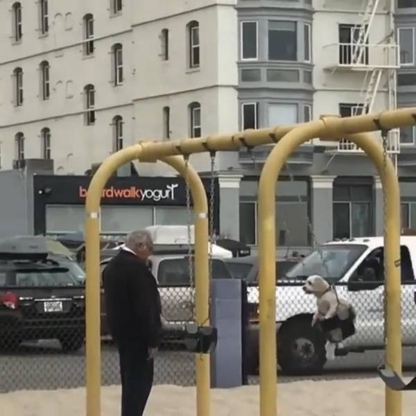 gif dog pushed in a swing - bardwalk yogut