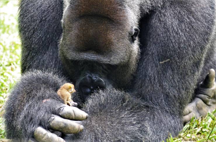 cool funny pics - giant gorilla ape