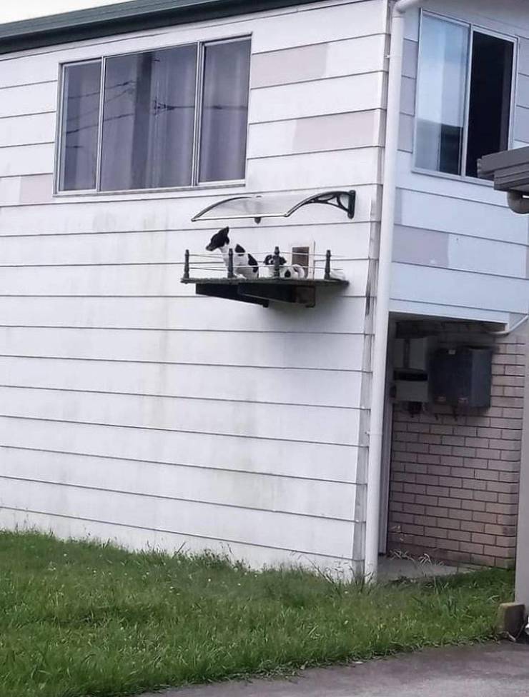 cool funny pics - dog porch on side of house