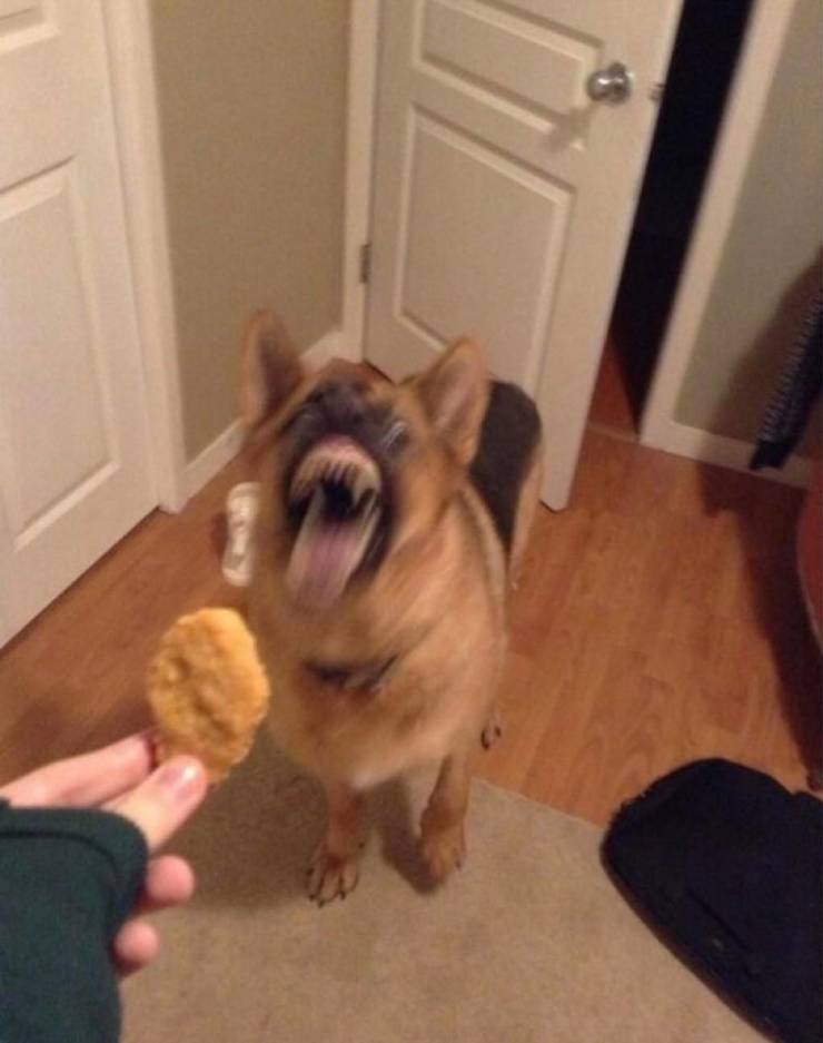 cool funny pics - crazy looking dog eating treat