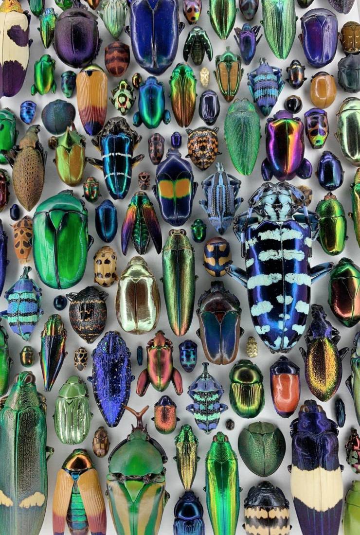 beetle display by christopher marley - Cs Bol