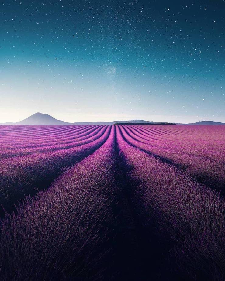 france lavender field photography