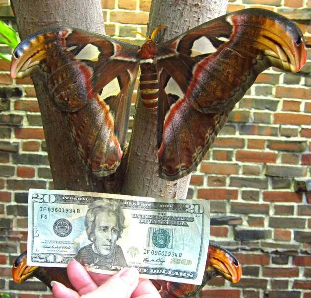 reddit atlas moth - Wederal If 09601934B F6 20 Tie Dlyur Darrera Elen If 09601934B Ty Dollarss