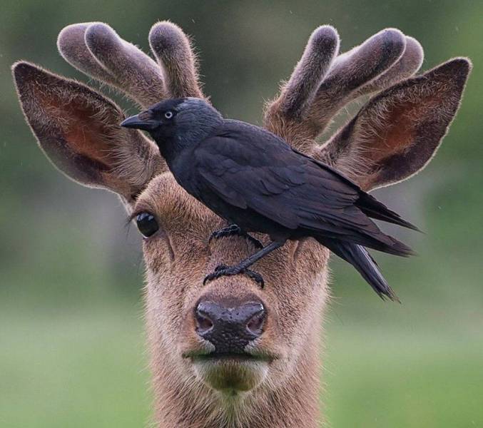 deer and crow