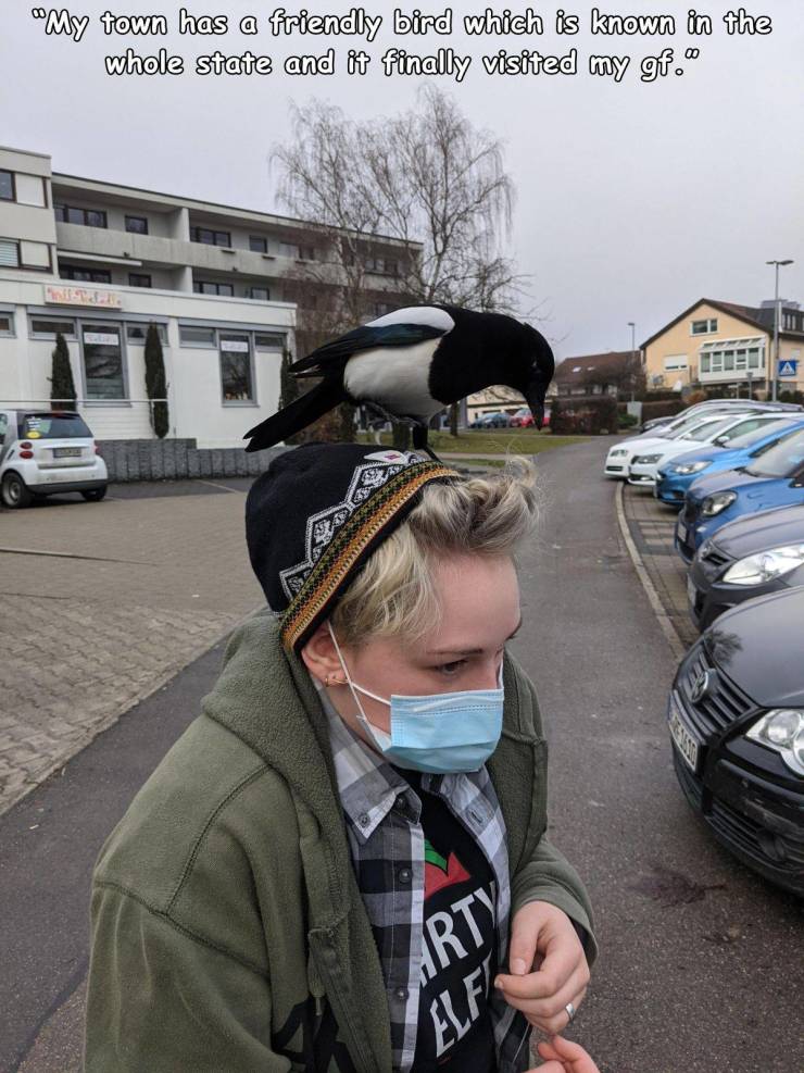 car - "My town has a friendly bird which is known in the whole state and it finally visited my gf. Arty Alfi