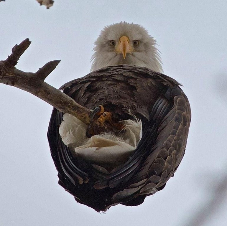 eagle looking down at you