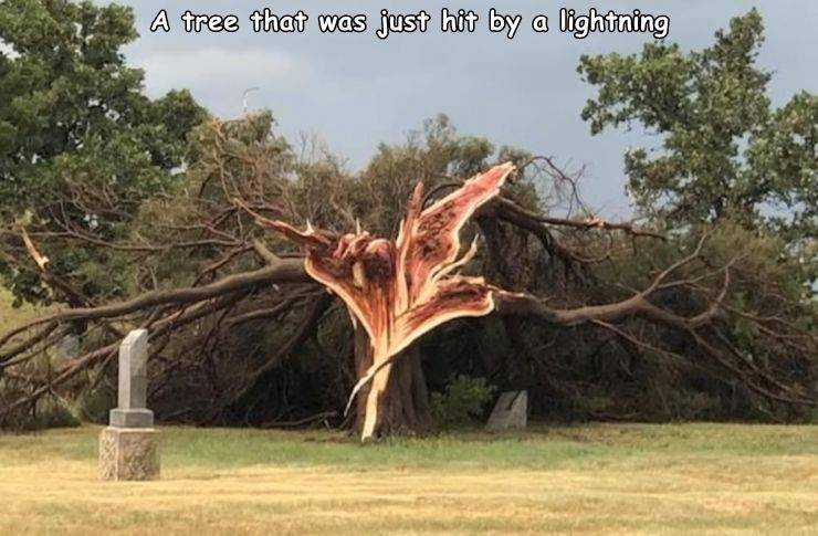 exploded tree - A tree that was just hit by a lightning